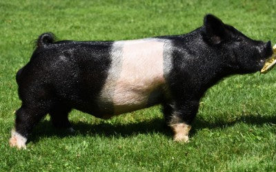 NEXT CONTESTANT â PBG Boars