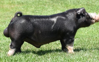 PARDON THE INTERRUPTION