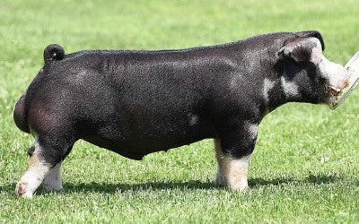 FAST AND FURIOUS – PBG Boars